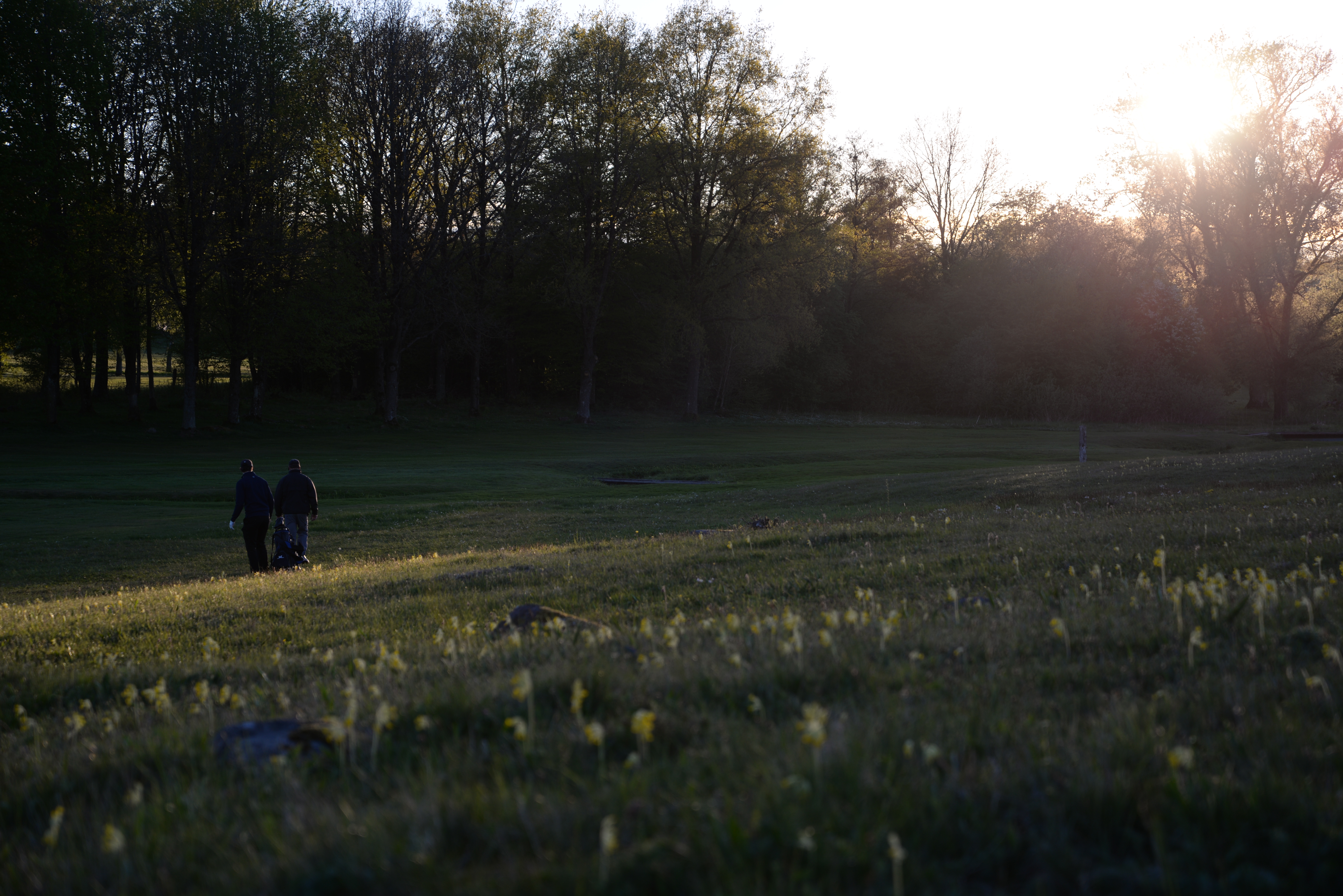 Kungsmarken meadow at golden hour