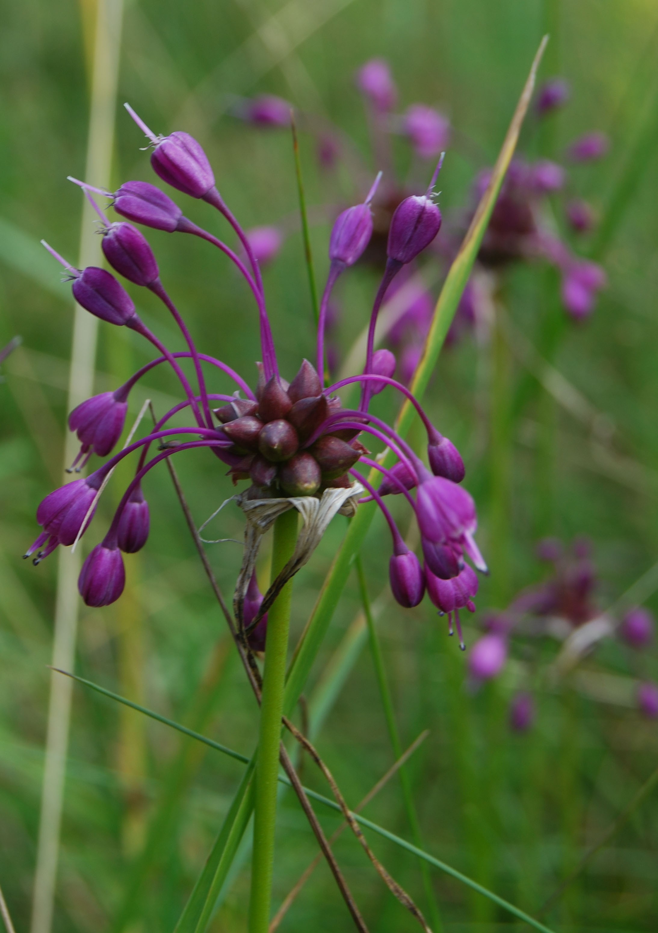 Orchids in bloom