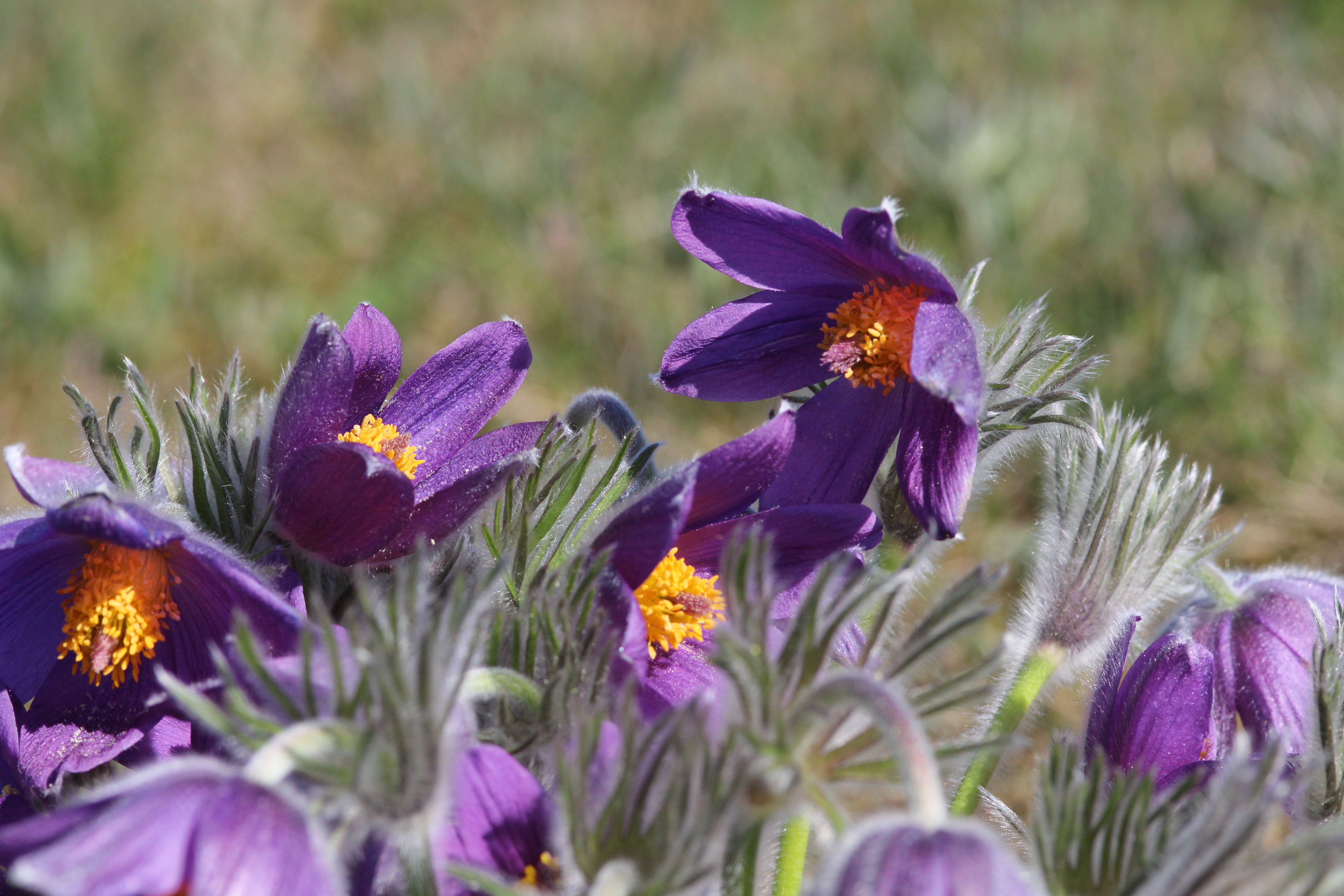 Pollinators on the meadow
